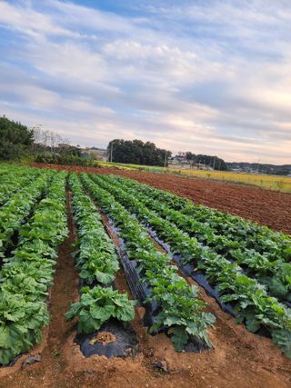청송농장16987님의 ↑ 윷놀이 하고 추석덕담 하기 · 참여글 작성글 사진