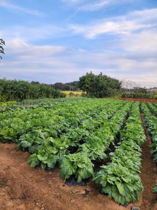 청송농장16987님의 ↑ 윷놀이 하고 추석덕담 하기 · 참여글 작성글 사진