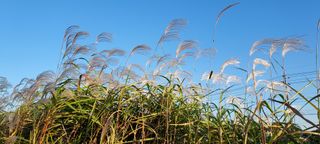 정옥자님의 ↑ 윷놀이 하고 추석덕담 하기 · 참여글 작성글 사진