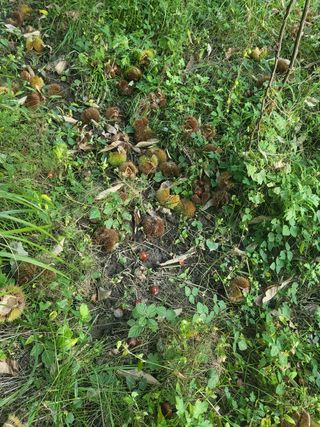 윤석돈님의 기타작물 · 영농일지 작성글 사진