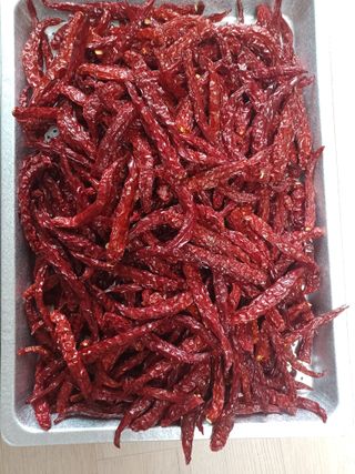 석장근님의 고추 · 병해충상담 작성글 사진