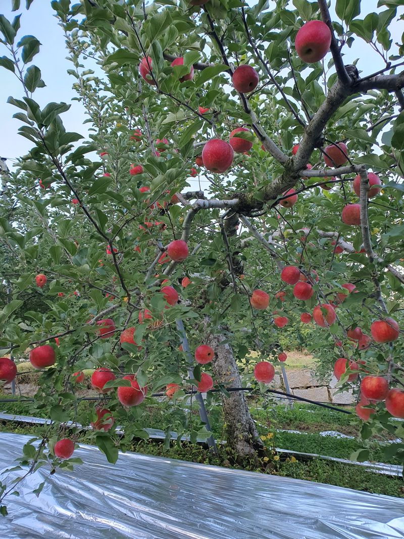 장터 상품 [23년산 시나노스위트 판매완료] 썸네일