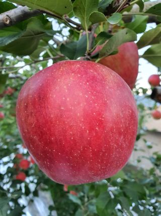 또바기사과(이훈희)님의 작성글 사진