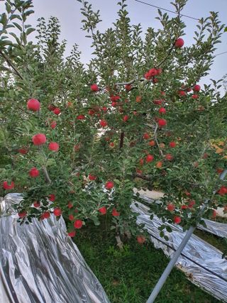 또바기사과(이훈희)님의 작성글 사진