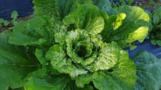 선샌님님의 배추 · 병해충상담 작성글 사진