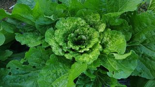 선샌님님의 배추 · 병해충상담 작성글 사진