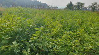 배추5899님의 ↑ 윷놀이 하고 추석덕담 하기 · 참여글 작성글 사진