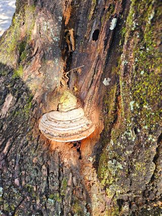 이형록님의 버섯 · 일상 작성글 사진