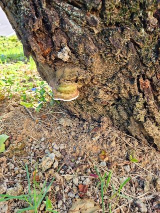 이형록님의 버섯 · 일상 작성글 사진