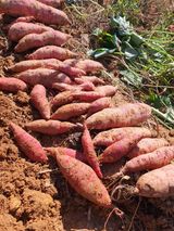 팜모닝 고구마·자유게시판 게시글 이미지