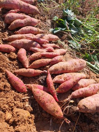 이영호님의 고구마 · 자유게시판 작성글 사진