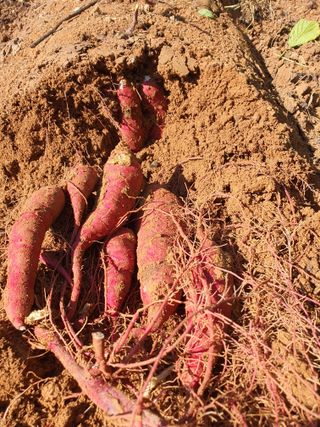 이영호님의 고구마 · 자유게시판 작성글 사진