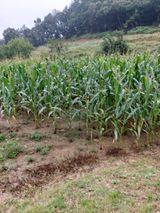 팜모닝 옥수수·영농일지 게시글 이미지