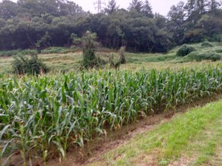 이진권 님의 옥수수 · 영농일지 작성글 사진