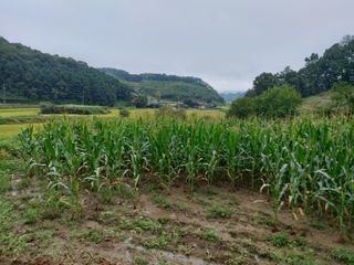 이진권 님의 옥수수 · 영농일지 작성글 사진