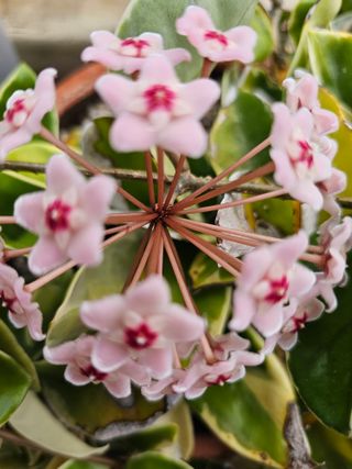 조순귀창원성산구사파님의 ↑ 윷놀이 하고 추석덕담 하기 · 참여글 작성글 사진
