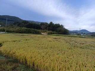 한재승님의 벼 · 영농일지 작성글 사진