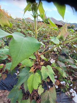 알 수 없음님의 ↑ 윷놀이 하고 추석덕담 하기 · 참여글 작성글 사진
