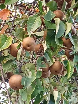 알 수 없음님의 ↑ 윷놀이 하고 추석덕담 하기 · 참여글 작성글 사진