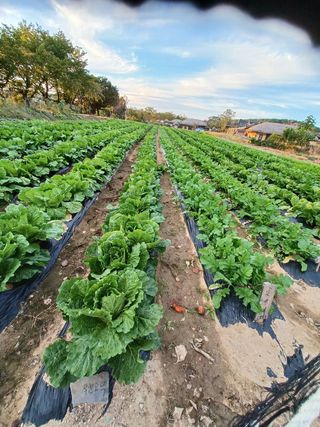 알 수 없음님의 ↑ 윷놀이 하고 추석덕담 하기 · 참여글 작성글 사진