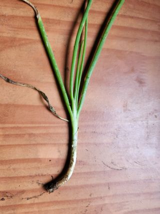 병아리농사꾼님의 파 · 병해충상담 작성글 사진