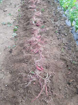 김재복님의 고구마 · 자유게시판 작성글 사진