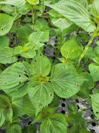 준영농장 출석왕.님의 기타작물 · 영농일지 작성글 사진