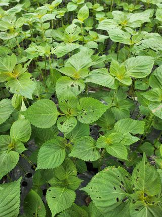 준영농장 출석왕.님의 기타작물 · 영농일지 작성글 사진