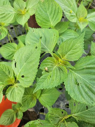 준영농장 출석왕.님의 기타작물 · 영농일지 작성글 사진