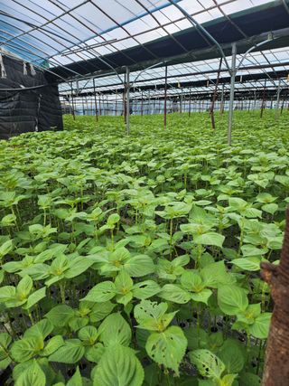 준영농장 출석왕.님의 기타작물 · 영농일지 작성글 사진