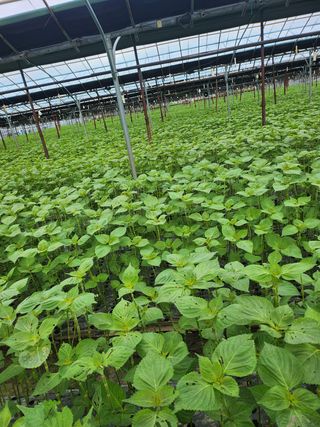 준영농장 출석왕.님의 기타작물 · 영농일지 작성글 사진