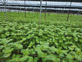 준영농장 출석왕.님의 기타작물 · 영농일지 작성글 사진