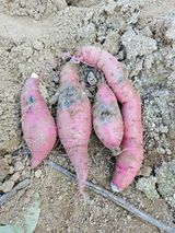 팜모닝 고구마·병해충상담 게시글 이미지