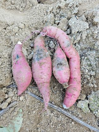 전복수님의 고구마 · 병해충상담 작성글 사진