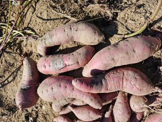 전복수님의 고구마 · 병해충상담 작성글 사진