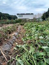 팜모닝 ↑ 윷놀이 하고 추석덕담 하기·참여글 게시글 이미지