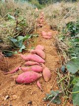 팜모닝 고구마·영농일지 게시글 이미지