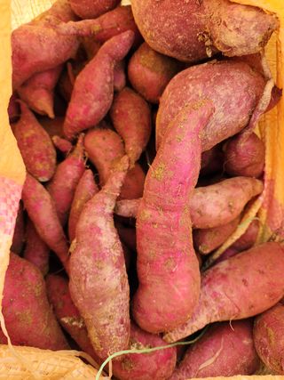 박병한님의 고구마 · 영농일지 작성글 사진