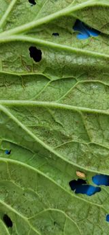 팜모닝 배추·병해충상담 게시글 이미지