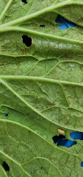 양병술님의 배추 · 병해충상담 작성글 사진