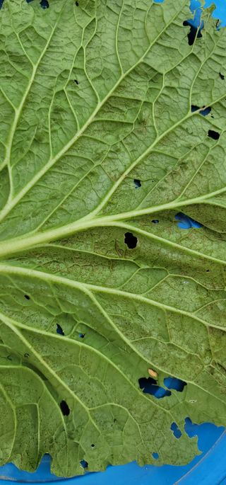 양병술님의 배추 · 병해충상담 작성글 사진