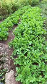 팜모닝 배추·영농일지 게시글 이미지