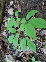 팜모닝 ↑ 윷놀이 하고 추석덕담 하기·참여글 게시글 이미지