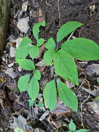 투명소리님의 ↑ 윷놀이 하고 추석덕담 하기 · 참여글 작성글 사진