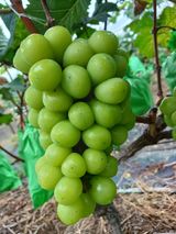 팜모닝 ↑ 윷놀이 하고 추석덕담 하기·참여글 게시글 이미지