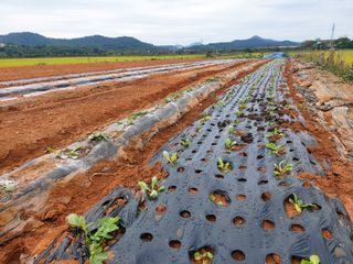 민들레 수연님의 벼 · 영농일지 작성글 사진