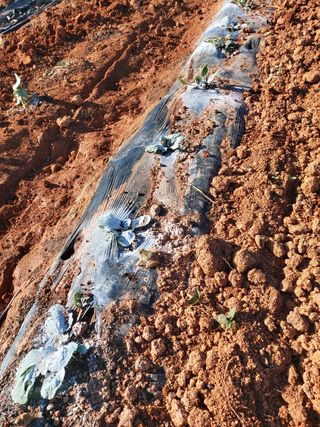 민들레 수연님의 벼 · 영농일지 작성글 사진