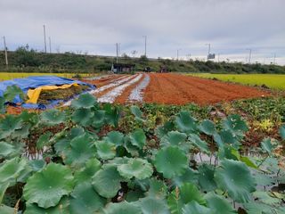 민들레 수연님의 벼 · 영농일지 작성글 사진