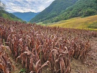 알 수 없음님의 기타작물 · 자유게시판 작성글 사진