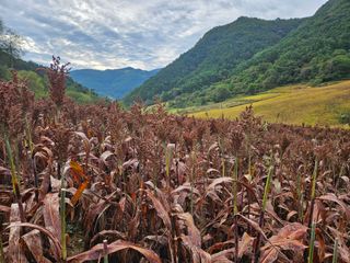 알 수 없음님의 기타작물 · 자유게시판 작성글 사진